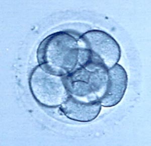 embriones_01