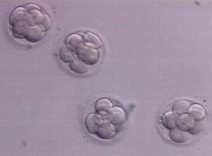 embriones_03